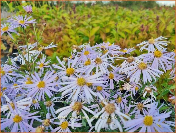 Aster pyrenaeus 'Lutetia' | Aster | Pyren&auml;en-Aster | Pyrenees Aster