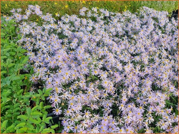 Aster pyrenaeus 'Lutetia' | Aster | Pyren&auml;en-Aster | Pyrenees Aster