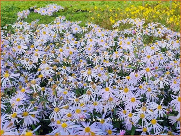Aster pyrenaeus 'Lutetia' | Aster | Pyren&auml;en-Aster | Pyrenees Aster