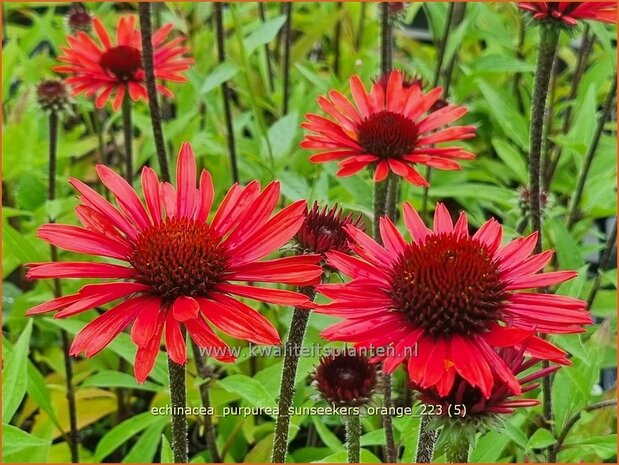 Echinacea purpurea 'SunSeekers Orange' | Rode zonnehoed, Zonnehoed | Roter Sonnenhut | Purple Coneflower
