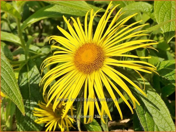 Inula hookeri | Alant | Hookers Alant | Hooker Inula