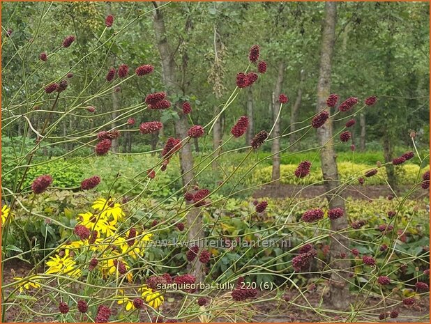 Sanguisorba 'Tully' | Pimpernel, Sorbenkruid | Wiesenknopf | Burnet