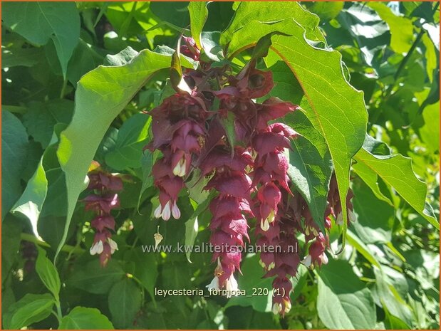 Leycesteria formosa | Fazantenbes, Caramelbes, Grootmoeders oorbel | Karamellbeere | Pheasant Berry