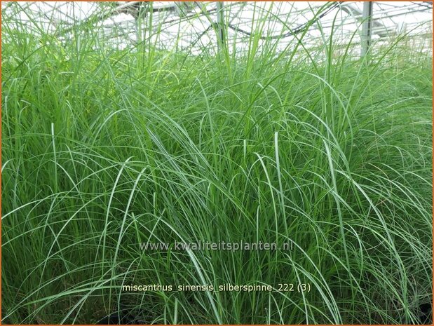 Miscanthus sinensis 'Silberspinne' | Chinees prachtriet, Chinees riet, Japans sierriet, Sierriet | Chinaschilf | Eula