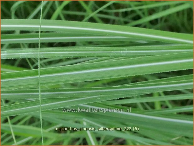 Miscanthus sinensis 'Silberspinne' | Chinees prachtriet, Chinees riet, Japans sierriet, Sierriet | Chinaschilf | Eula