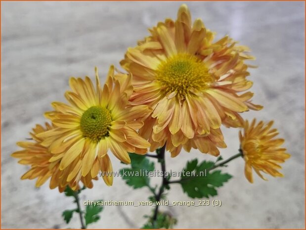 Chrysanthemum 'Vens Wild Orange' | Tuinchrysant, Chrysant | Herbstchrysantheme | Chrysanthemum