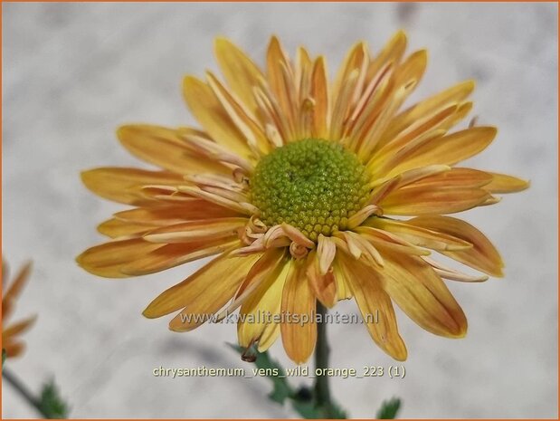 Chrysanthemum 'Vens Wild Orange' | Tuinchrysant, Chrysant | Herbstchrysantheme | Chrysanthemum