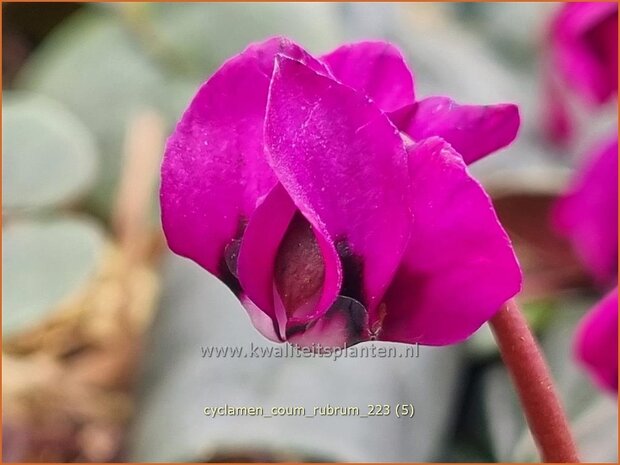 Cyclamen coum 'Rubrum' | Rondbladige cyclaam, Cyclaam, Alpenviooltje, Tuincyclaam | Fr&uuml;hlings-Alpenveilchen | Easter