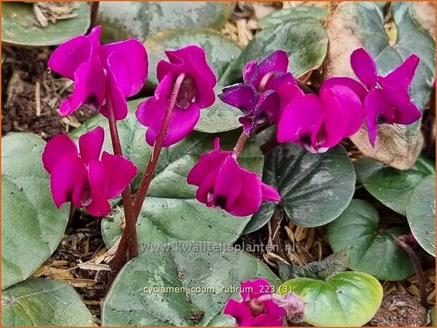 Cyclamen coum 'Rubrum' | Rondbladige cyclaam, Cyclaam, Alpenviooltje, Tuincyclaam | Fr&uuml;hlings-Alpenveilchen | Easter