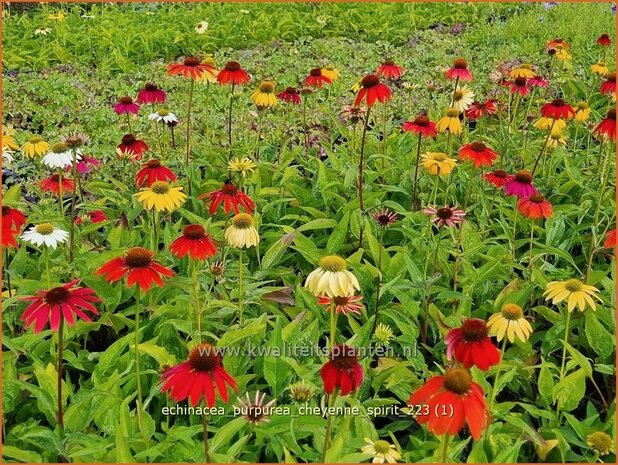 Echinacea purpurea 'Cheyenne Spirit' | Rode zonnehoed, Zonnehoed | Roter Sonnenhut | Purple Coneflower