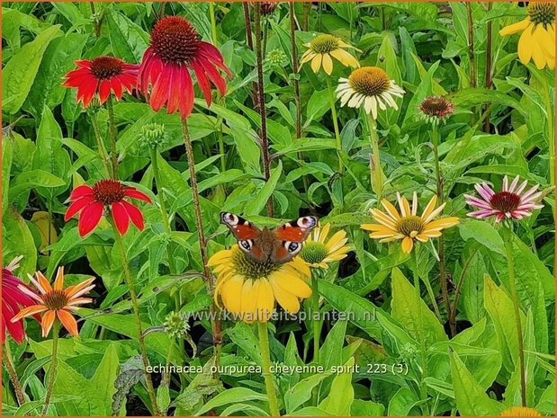 Echinacea purpurea 'Cheyenne Spirit' | Rode zonnehoed, Zonnehoed | Roter Sonnenhut | Purple Coneflower