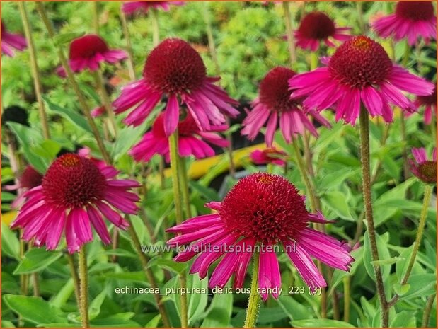 Echinacea purpurea 'Delicious Candy' | Rode zonnehoed, Zonnehoed | Roter Sonnenhut | Purple Coneflower