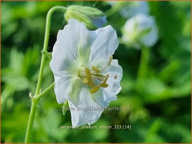 Geranium phaeum 'Album' | Donkere ooievaarsbek, Ooievaarsbek, Tuingeranium, Geranium | Brauner Storchschnabel | Dusky