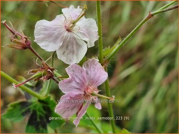 Geranium phaeum 'Misty Samobor' | Donkere ooievaarsbek, Ooievaarsbek, Tuingeranium, Geranium | Brauner Storchschnabel