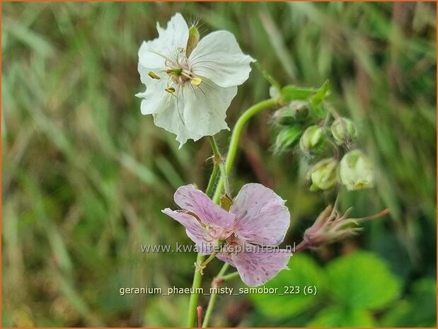 Geranium phaeum 'Misty Samobor' | Donkere ooievaarsbek, Ooievaarsbek, Tuingeranium, Geranium | Brauner Storchschnabel