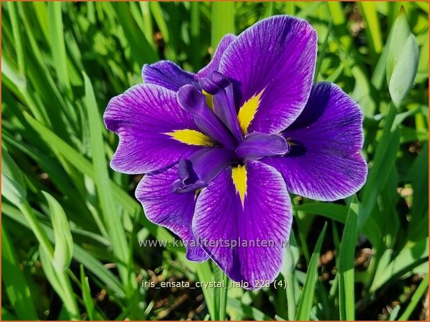 Iris ensata 'Crystal Halo' | Japanse iris, Iris, Lis | Japanische Sumpf-Schwertlilie | Japanese Iris