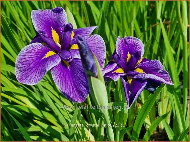 Iris ensata 'Crystal Halo' | Japanse iris, Iris, Lis | Japanische Sumpf-Schwertlilie | Japanese Iris