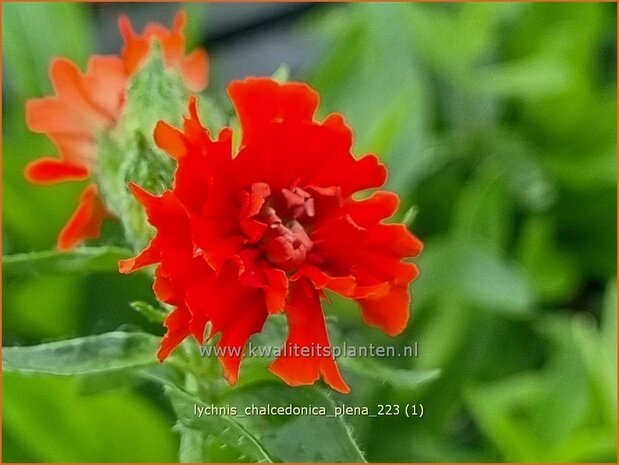 Lychnis chalcedonica 'Plena' | Brandende liefde | Brennende Liebe | Maltese Cross