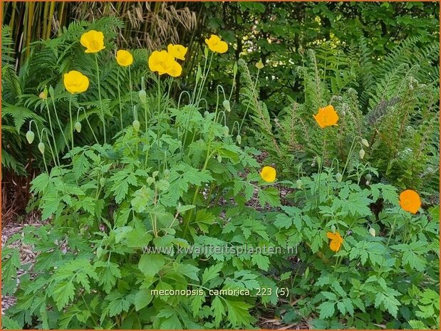 Meconopsis cambrica | Schijnpapaver | Kambrischer Scheinmohn | Himalayan Poppy