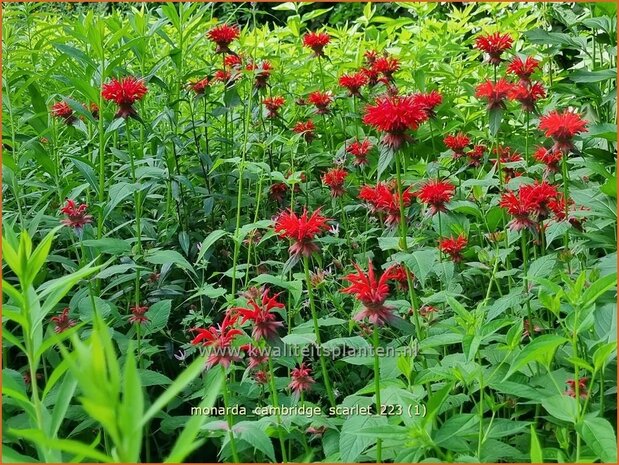 Monarda 'Cambridge Scarlet' | Bergamotplant, Indianennetel | Indianernessel | Beebalm