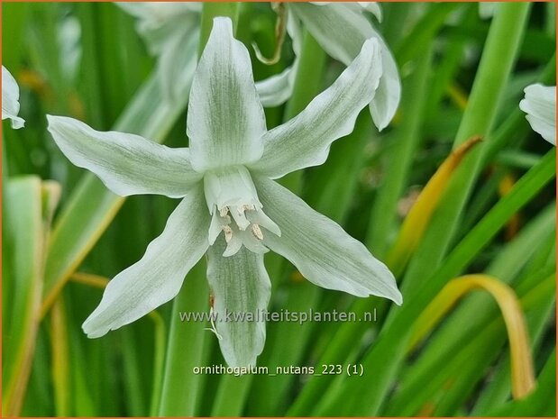 Ornithogalum nutans | Knikkende vogelmelk, Vogelmelk | Nickender Milchstern | Silver Bells