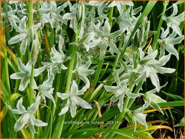 Ornithogalum nutans | Knikkende vogelmelk, Vogelmelk | Nickender Milchstern | Silver Bells