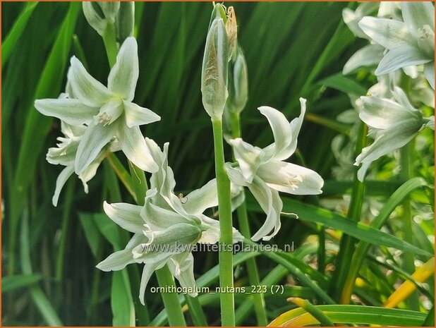 Ornithogalum nutans | Knikkende vogelmelk, Vogelmelk | Nickender Milchstern | Silver Bells
