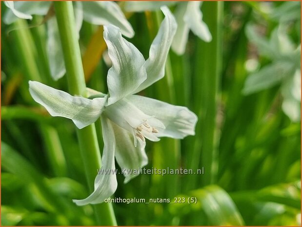 Ornithogalum nutans | Knikkende vogelmelk, Vogelmelk | Nickender Milchstern | Silver Bells