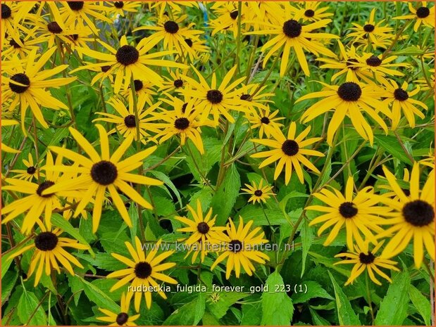 Rudbeckia fulgida 'Forever Gold' | Zonnehoed | Gew&ouml;hnlicher Sonnenhut | Black Eyed Susan