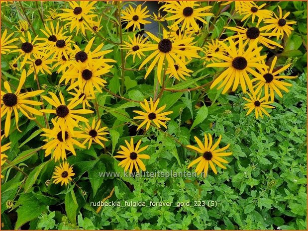 Rudbeckia fulgida 'Forever Gold' | Zonnehoed | Gew&ouml;hnlicher Sonnenhut | Black Eyed Susan