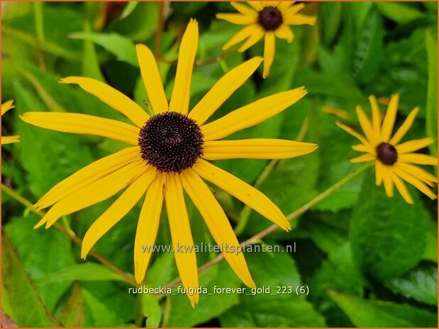 Rudbeckia fulgida 'Forever Gold' | Zonnehoed | Gew&ouml;hnlicher Sonnenhut | Black Eyed Susan