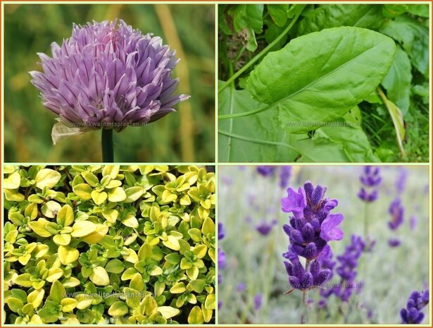 Quadratmeter Paket - Kr&auml;uter - Square metre package - Herbs
