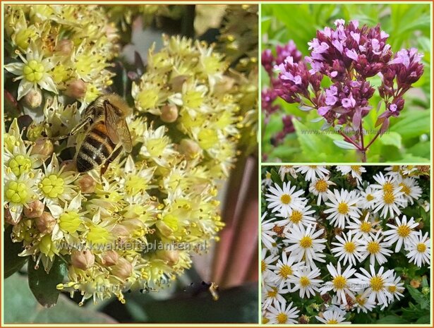 Quadratmeter Paket - Bienen - Stauden