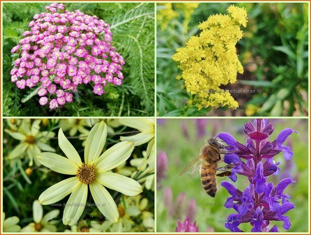 Quadratmeter Paket - Bienen - Stauden