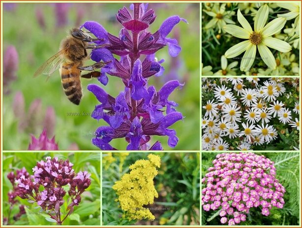 Quadratmeter Paket - Bienen - Stauden