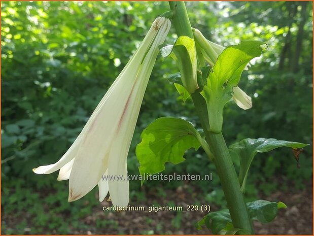Cardiocrinum giganteum | Himalaya-lelie, Reuzenlelie | Himalaya-Riesenlilie | Giant Himalayan Lily
