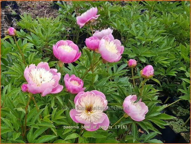 Paeonia 'Bowl of Beauty' | Pioenroos | Pfingstrose | Peony