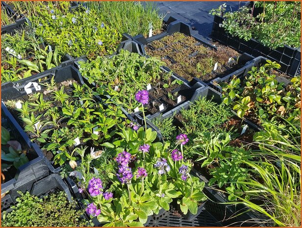 Überraschungspaket - Mixpaket Pflanzen Stauden - Surprise Pack - Mixpack Perennials