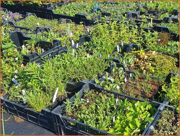 Überraschungspaket - Mixpaket Pflanzen Stauden - Surprise Pack - Mixpack Perennials