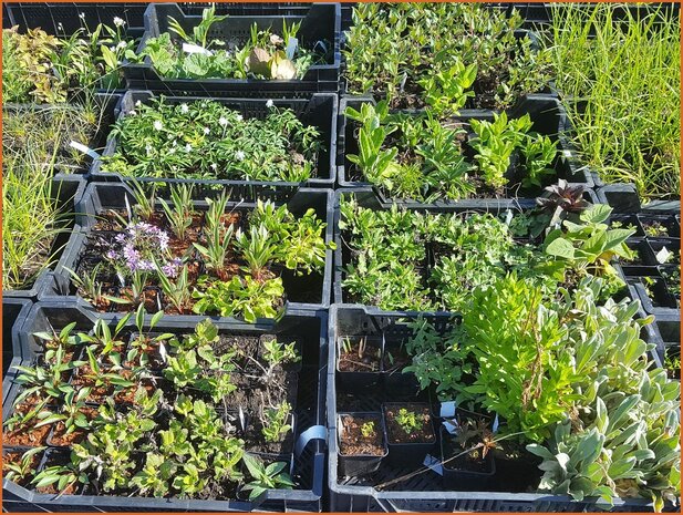 Überraschungspaket - Mixpaket Pflanzen Stauden - Surprise Pack - Mixpack Perennials