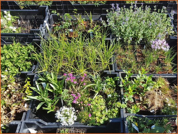 Überraschungspaket - Mixpaket Pflanzen Stauden - Surprise Pack - Mixpack Perennials