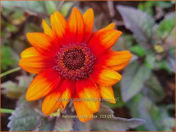 Heliopsis helianthoides 'Luna Roja' | Zonneoog | Gew&ouml;hnliches Sonnenauge | Rough Heliopsis