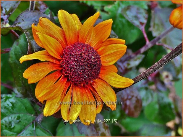 Heliopsis helianthoides 'Luna Roja' | Zonneoog | Gew&ouml;hnliches Sonnenauge | Rough Heliopsis