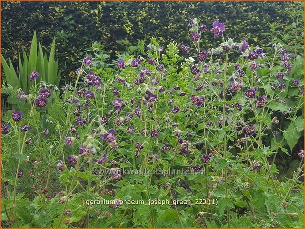 Geranium phaeum 'Joseph Green' | Donkere ooievaarsbek, Ooievaarsbek, Tuingeranium, Geranium | Brauner Storchschna