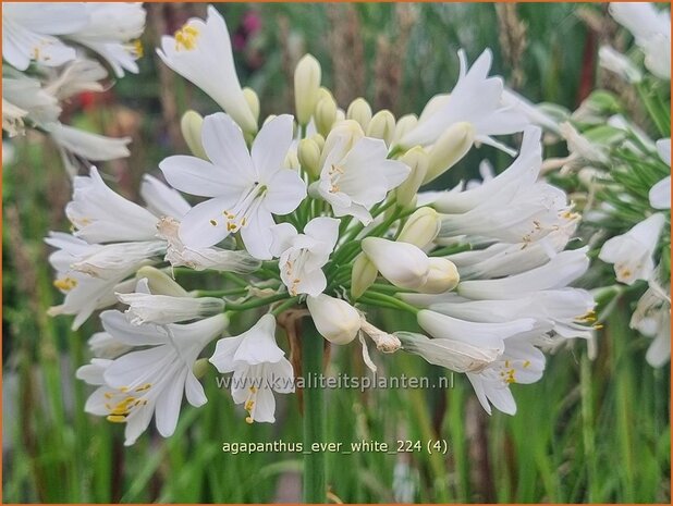 Agapanthus 'Ever White' | Afrikaanse lelie, Kaapse lelie, Liefdesbloem, Blauwe tuberoos | Schmucklilie | African Lily