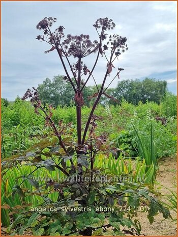 Angelica sylvestris 'Ebony' | Gewone engelwortel, Engelwortel | Wald-Engelwurz | Wild Angelica