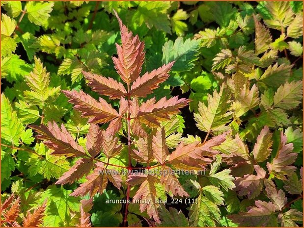 Aruncus 'Misty Lace' | Geitenbaard | Gei&szlig;bart | Goat's Beard