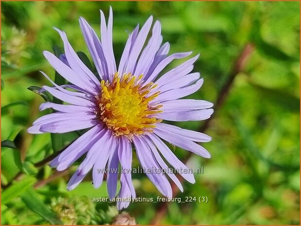 Aster amethystinus 'Freiburg' | Aster | Kleinbl&uuml;tige Herbst-Aster | Amethyst Aster