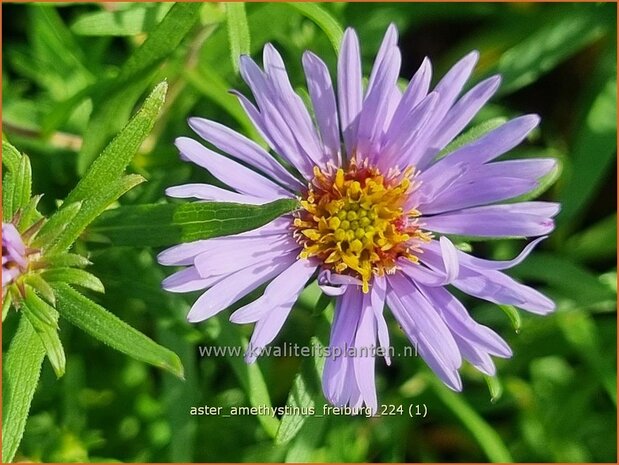 Aster amethystinus 'Freiburg' | Aster | Kleinbl&uuml;tige Herbst-Aster | Amethyst Aster