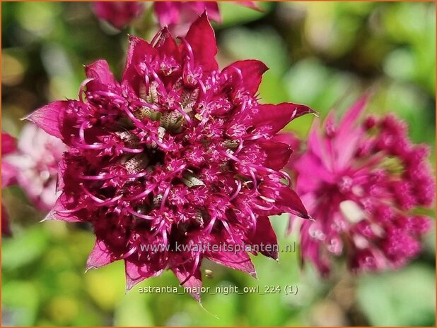 Astrantia major 'Night Owl' | Zeeuws knoopje, Groot sterrenscherm | Gro&szlig;e Sterndolde | Greater Masterwort